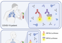 香港大学医学院在新型冠状病毒中的新发现