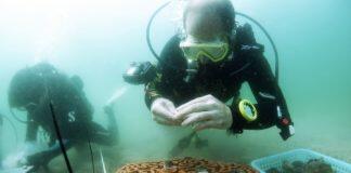 香港大学建筑与海洋生物学者合作研制创新3D打印人工礁盘