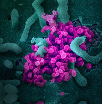 美国约翰斯·霍普金斯大学:美国累计新冠确诊病例超2400万例