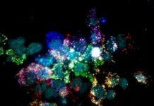 BROAD基金会推动南加大及其他高校的多名干细胞科学家、工程师和医生精英齐心协作