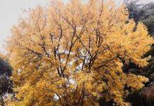 留学马来西亚,商科专业该怎么选?