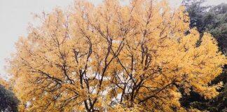 留学马来西亚,商科专业该怎么选?