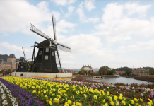 想去荷兰留学的四大理由