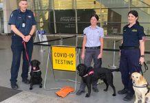 澳大利亚机场部署新冠嗅探犬,阿德莱德大学助力病毒筛查试验!