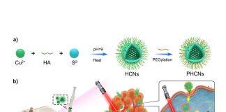澳门大学研发新型纳米酶技术可提高免疫治疗效果