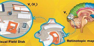 上海纽约大学首席科学家成功构建首个视网膜拓扑投射图数学模型