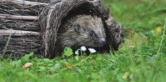 英国赫尔大学在爱护刺猬的校园计划中获得铜奖