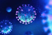 香港城市大学研究发现天气状况与较低的 COVID-19 死亡率之间的相关性