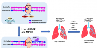澳门大学研究团队在研究乳腺癌转移上取得重大进展