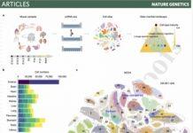 郭国骥/韩晓平团队Nature Genetics报道小鼠发育及成熟细胞图谱并揭示细胞命运决定的共性调控机制