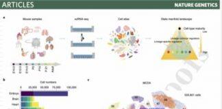 郭国骥/韩晓平团队Nature Genetics报道小鼠发育及成熟细胞图谱并揭示细胞命运决定的共性调控机制