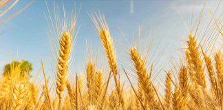 西浦学者最新研究彰显中国粮食系统的可持续发展潜能