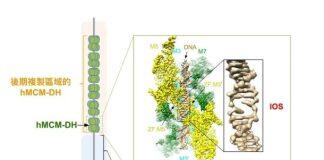 研究揭示DNA解旋机制 为癌症治疗带来新曙光