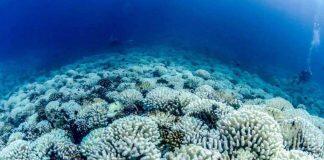 隐藏深海的热浪对珊瑚礁构成威胁