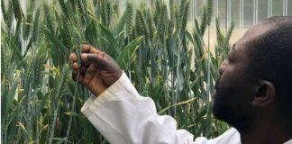 澳大利亚莫道克大学作物基因编辑研究获新突破