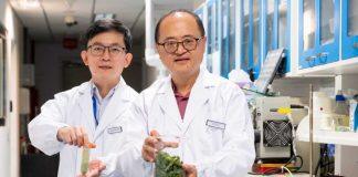 新加坡南洋理工大学开发一种新技术可将废弃的羽衣甘蓝再度利用