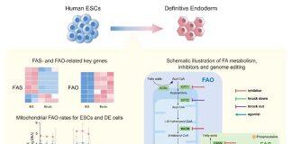 蒋卫团队揭示脂肪酸代谢调控内胚层分化的分子机制