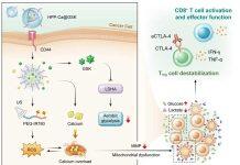 澳门大学新型纳米药提高治疗肿瘤效果