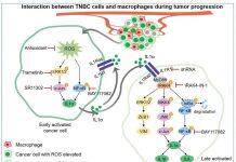 澳门大学研究团队发现抵抗乳腺癌转移新机制