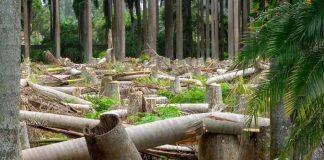 GSB观点|一种可能有助于保护世界热带丛林的新型贸易协议