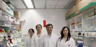 香港科技大学研究揭示IGF2分泌通路如何调控肌肉干细胞分化机制