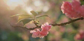 武汉大学入选首批教育评价改革研究基地共建单位