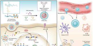 澳门大学成功研发提升乳癌疗效药物