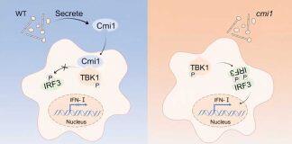 逯杨团队揭示人类共生-致病真菌调节宿主免疫的机制