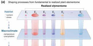 王忠/于丹团队揭示高寒和干旱区湿地植物元素组的形成和稳定机制