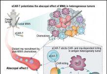 澳门大学团队开发治疗肝癌新技术