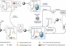 南京大学姚祝军/刘发团队在空间大位阻多肽的自动化固相合成中取得突破性进展