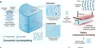 澳门大学团队在仿生水凝胶研究取得突破性进展
