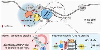 翁小成/周翔/张好建联合开发活细胞RNA-蛋白质互作研究新技术