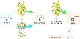 武大-厦大团队联手破解氮杂环丁烷类药效基团的生物合成之谜