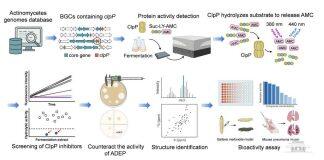 南京大学张帆团队在新型抗毒力药物研究领域取得新进展