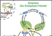 胥国勇课题组通过内生菌遗传赋能工程实现ETI广谱抗病