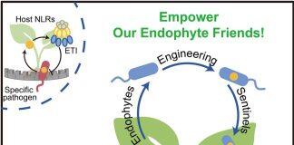 胥国勇课题组通过内生菌遗传赋能工程实现ETI广谱抗病