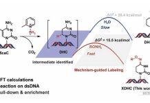 刘艺斌/周翔联合北京大学余志祥在核酸修饰化学标记取得研究进展